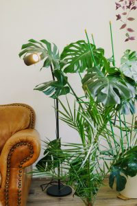 The benefits of indoor plants