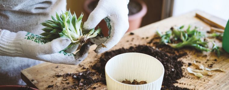 How to repot your houseplants