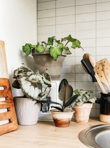 Care tips for houseplants