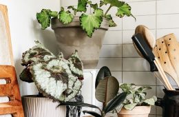 Care tips for houseplants