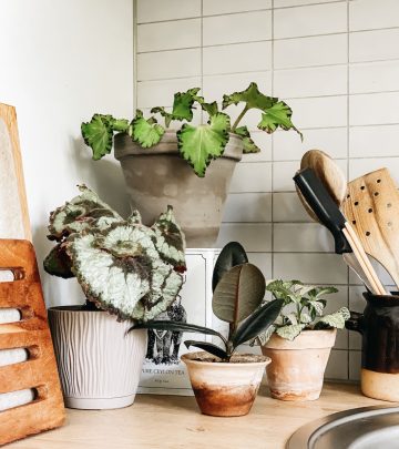 Care tips for houseplants