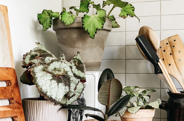 Care tips for houseplants