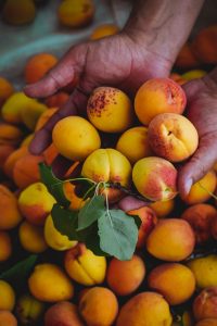 How to grow apricots at home