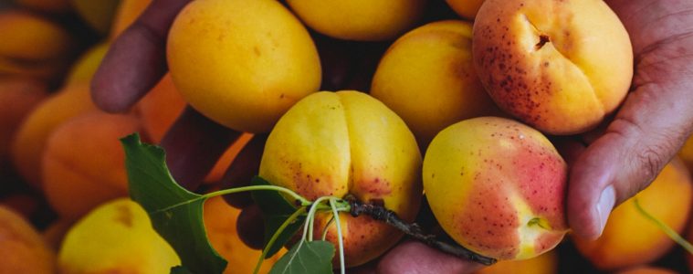 How to grow apricots at home