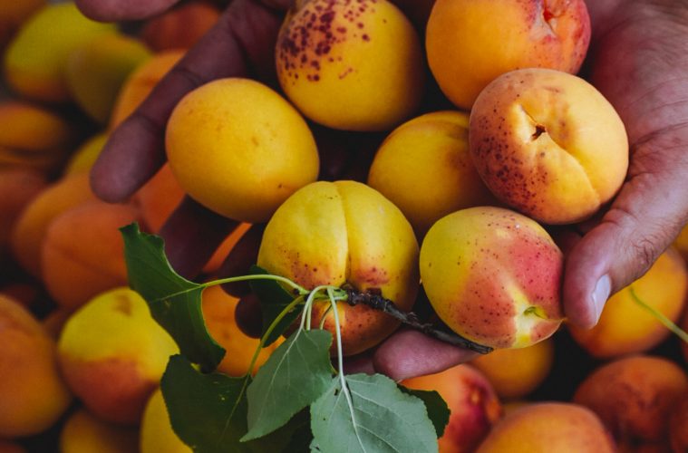 How to grow apricots at home