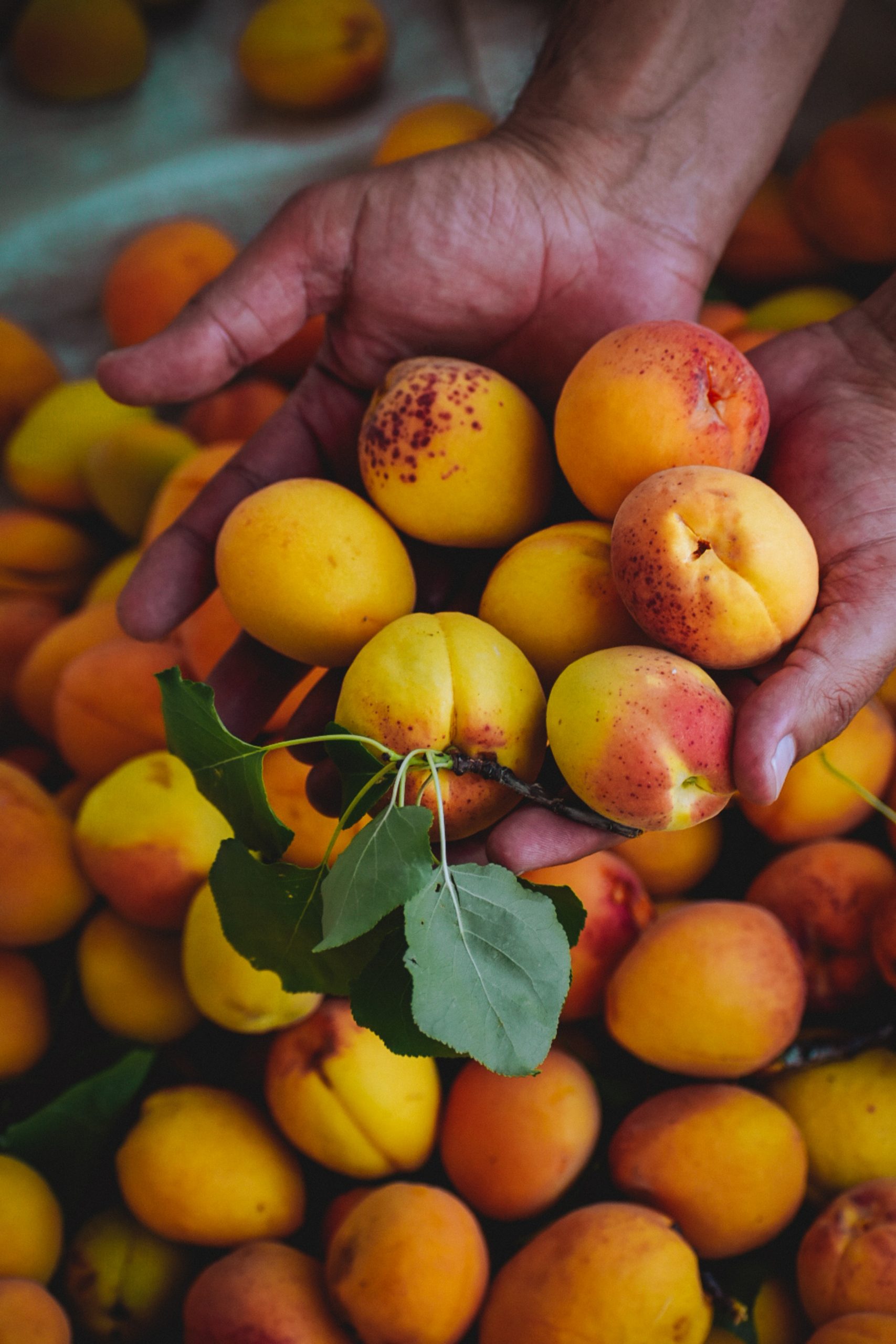 How to grow apricots at home sa garden and home