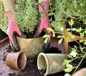 Potting Tips: How to pot like the pros