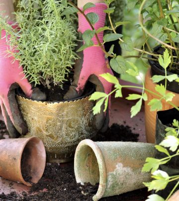 Potting Tips: How to pot like the pros