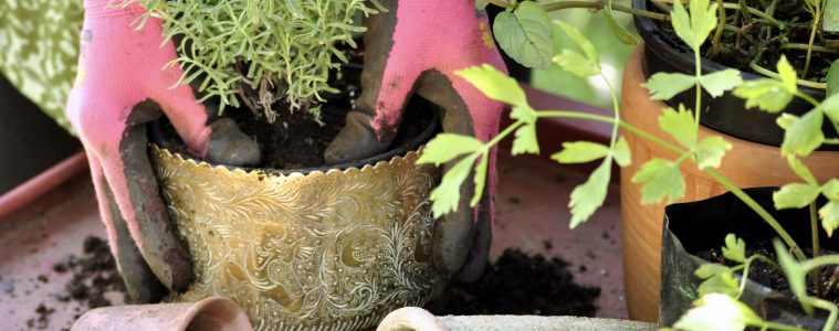 Potting Tips: How to pot like the pros