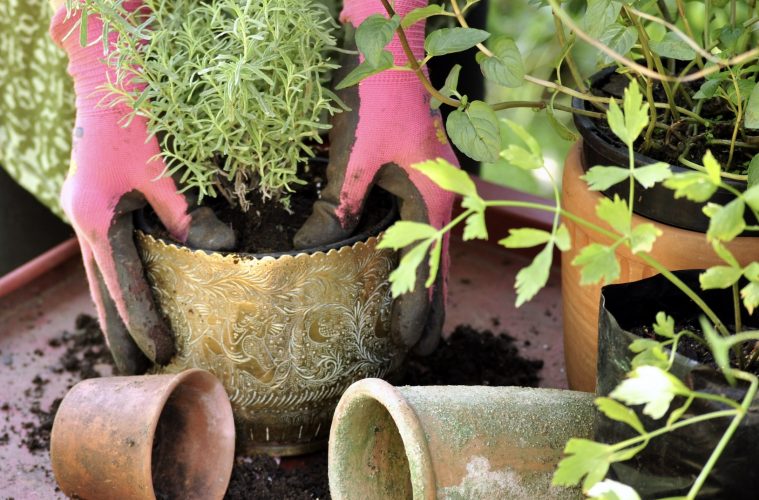 Potting Tips: How to pot like the pros