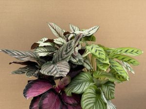 Calatheas