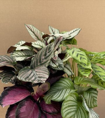 Calatheas