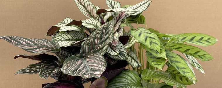 Calatheas