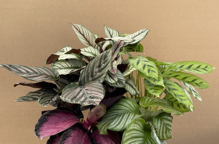 Calatheas