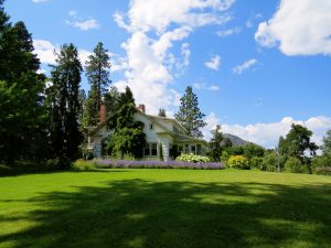 lush lawn