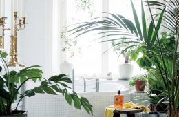 Bathroom plants