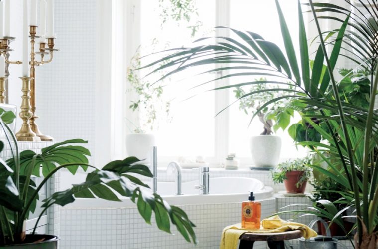 Bathroom plants