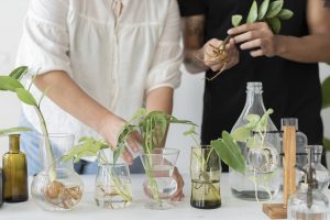 How to propagate plants in water