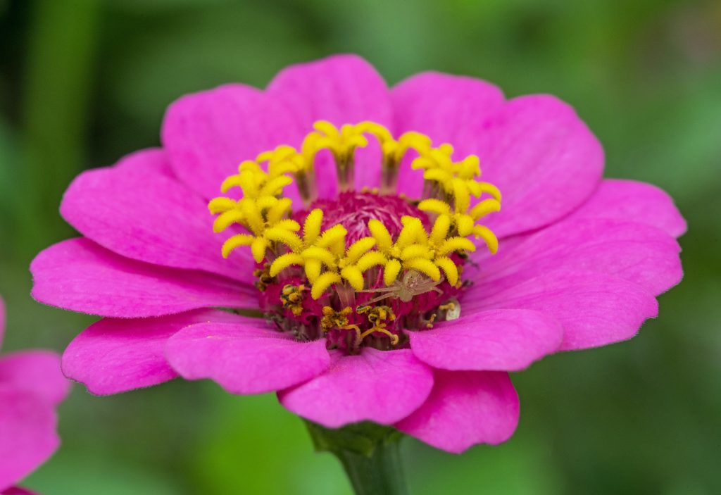 zinnias