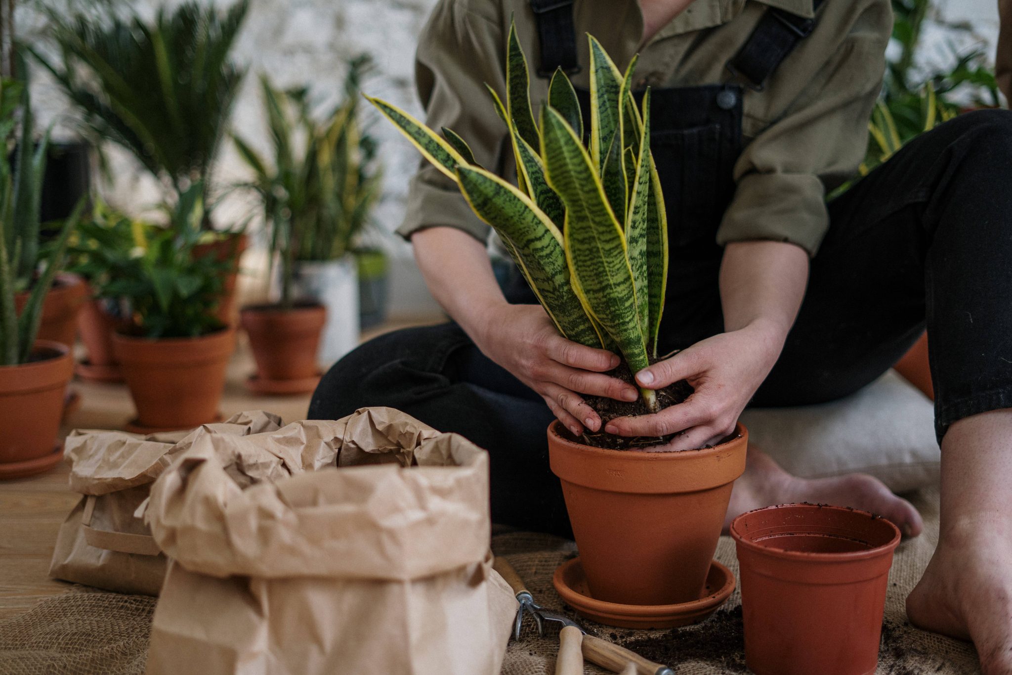How to keep your indoor plants alive during winter SA Garden and Home