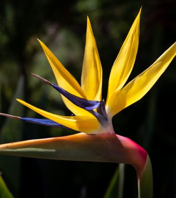 Strelitzia