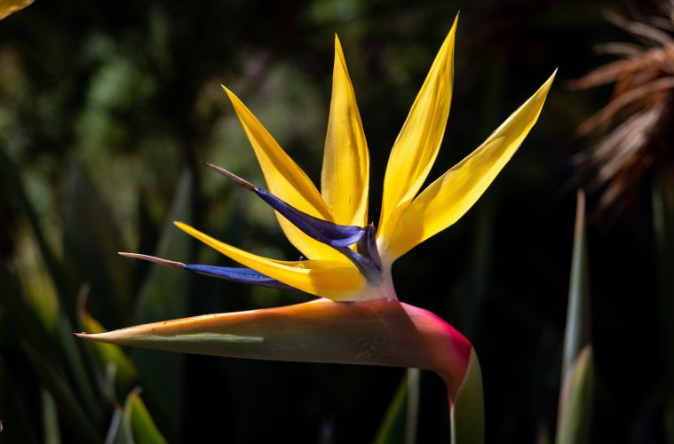 Strelitzia