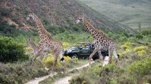 Gondwana Private Game Reserve