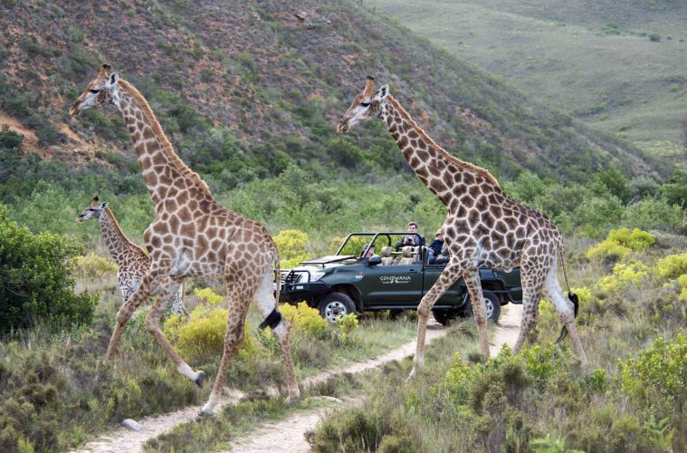 Gondwana Private Game Reserve