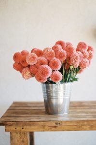 Dahlias