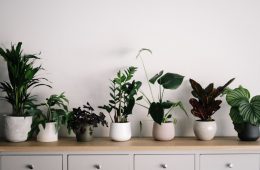 Social Media’s Favorite Houseplants