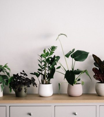 Social Media’s Favorite Houseplants