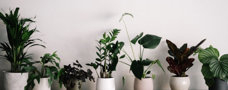 Social Media’s Favorite Houseplants