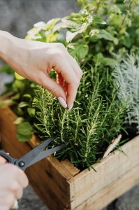 Savoury Herbs Desserts