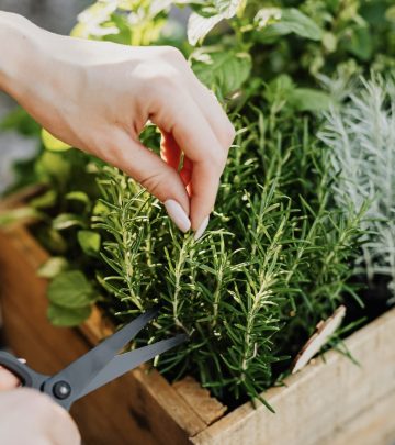 Savoury Herbs Desserts