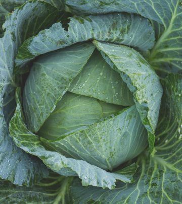 cabbage