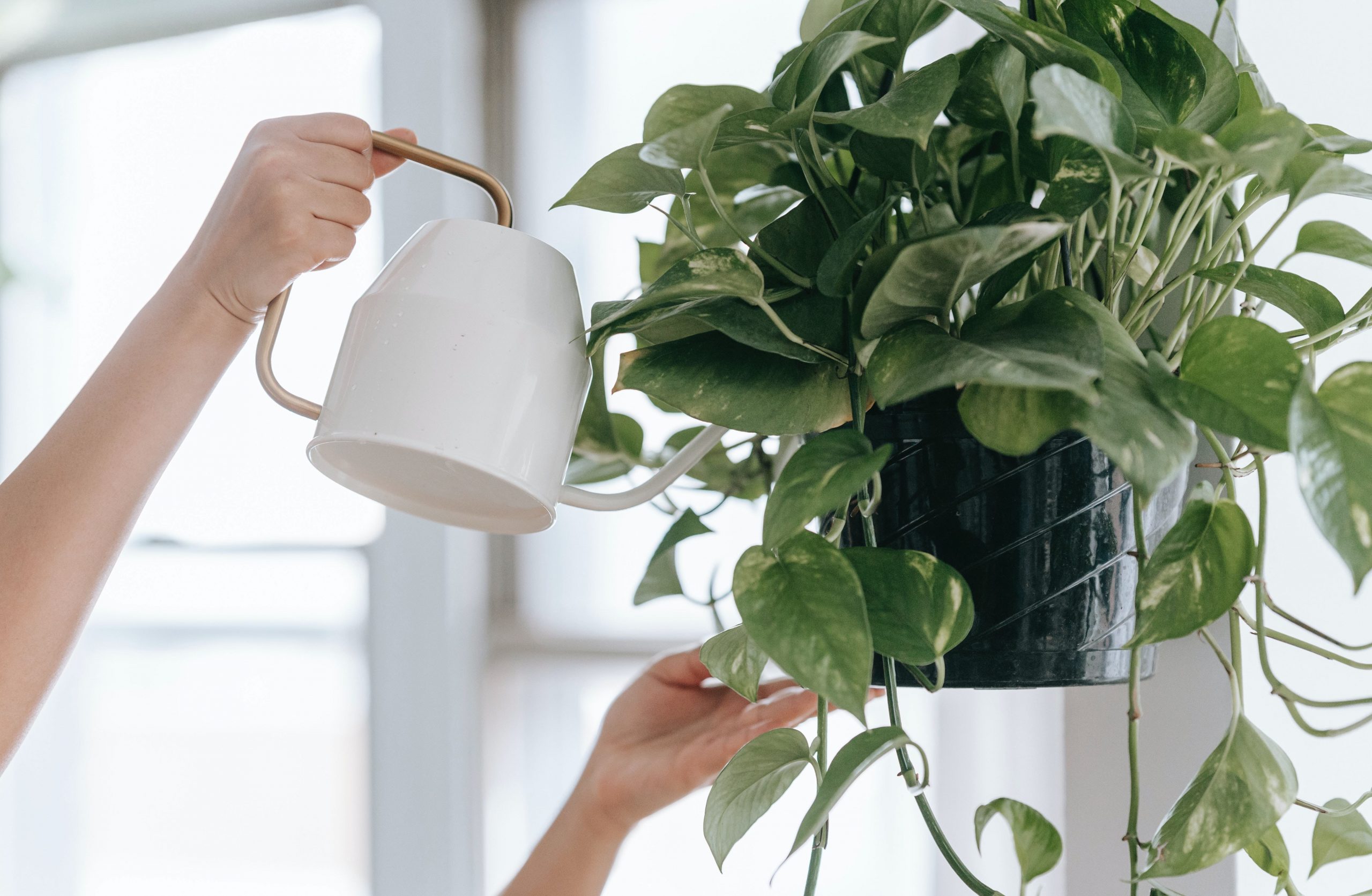 Houseplant Fungicide: Keeping Your Plants Healthy!