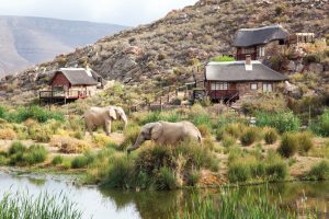 elephants drinking water at aquila