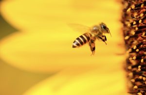 How to make your garden bee-friendly