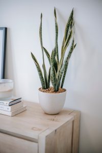 low-maintenance houseplants