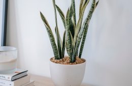 low-maintenance houseplants