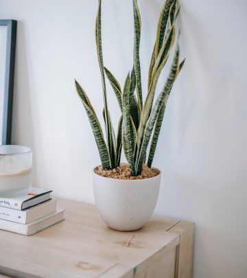 low-maintenance houseplants