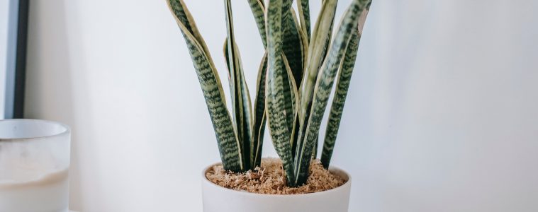 low-maintenance houseplants