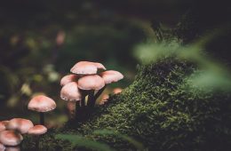 mushrooms kirstenbosch