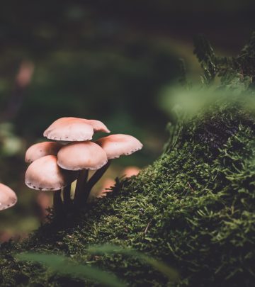 mushrooms kirstenbosch