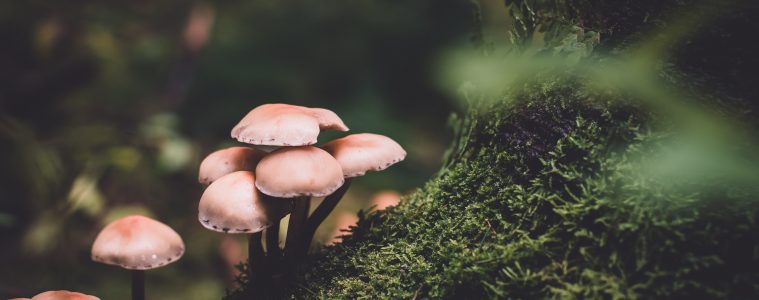 mushrooms kirstenbosch