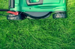 the case against lawns why you should stop mowing your lawn