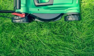 the case against lawns why you should stop mowing your lawn