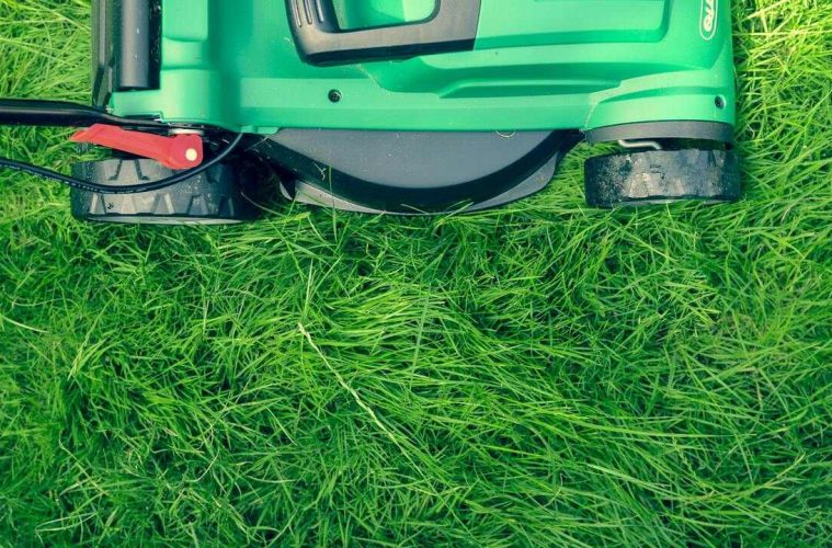 the case against lawns why you should stop mowing your lawn