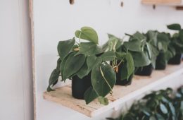 How To Grow And Care For Philodendron herdaceum (Heartleaf Philodendron)