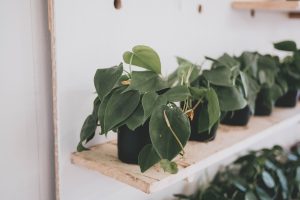 How To Grow And Care For Philodendron herdaceum (Heartleaf Philodendron)